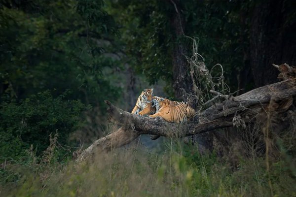 Panna-National-Park
