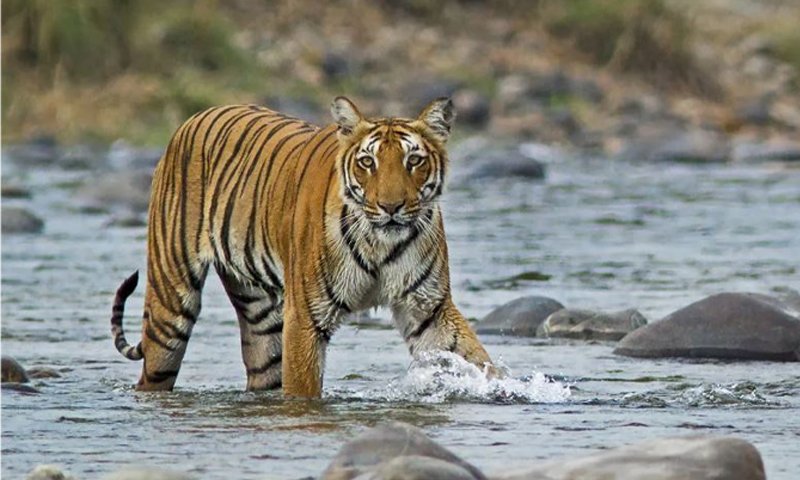 Jim Corbett National Park, Uttarakhand